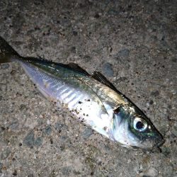 メバリングのはずがアジング